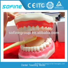 Demostración permanente de cepillado dental Modelo de enseñanza dental